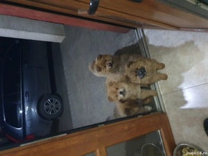 caței choow choow de vanzare  - imagine 4