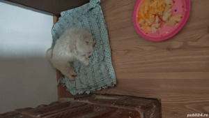 Donez o frumusețe mica