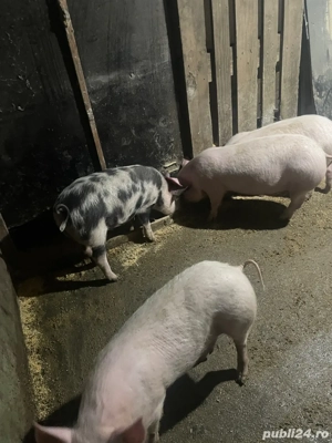 Vand Grasuni  - imagine 2