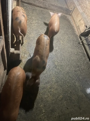 Vand Grasuni  - imagine 3