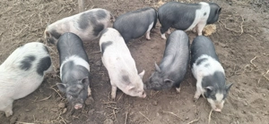 Purcei 10 saptamani - imagine 2