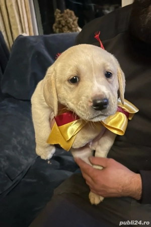 Cațeluși își caută o nouă căsuță!  - imagine 5