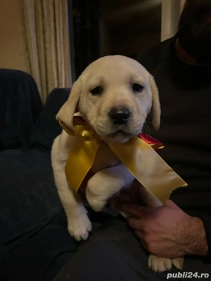 Cațeluși își caută o nouă căsuță!  - imagine 2