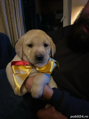 Cațeluși își caută o nouă căsuță!  - imagine 3