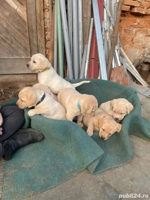 Cațeluși își caută o nouă căsuță!  - imagine 4