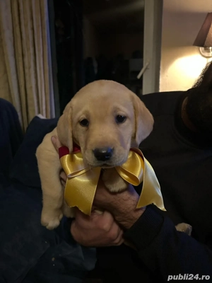 Cațeluși își caută o nouă căsuță! 