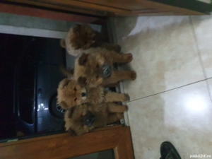 caței choow choow de vanzare  - imagine 5