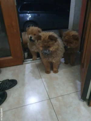 caței choow choow de vanzare  - imagine 3