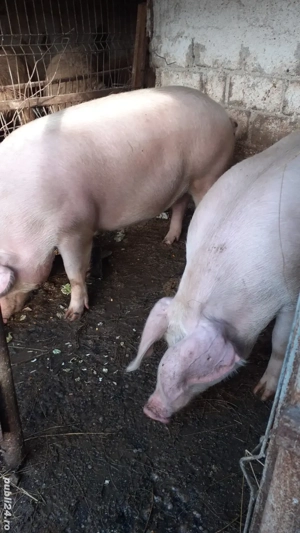 vând porci 