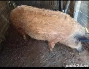 Porc mangalița  - imagine 2