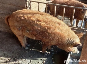 Porc mangalița  - imagine 3