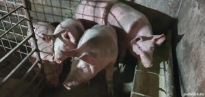 porci pietrain de taiat