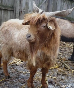 capre și țapi de vânzare