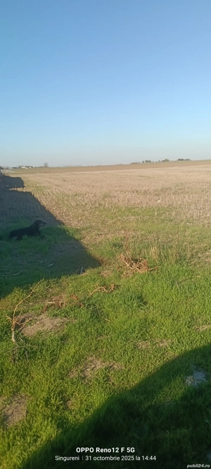 Vand loturi teren intravilan in com Singureni  - imagine 4