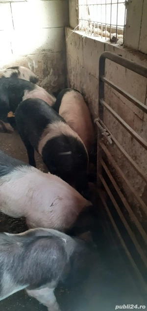 Vand purceii - imagine 2