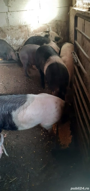 Vand purceii - imagine 3