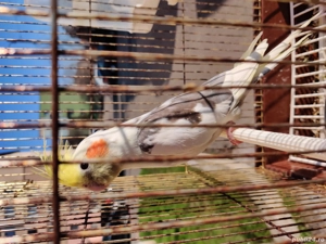 mascul nimfa  - imagine 2