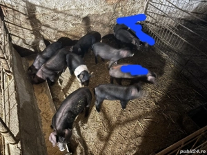 De vânzare    - imagine 2