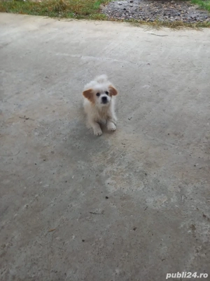 Bison catelusi - imagine 2