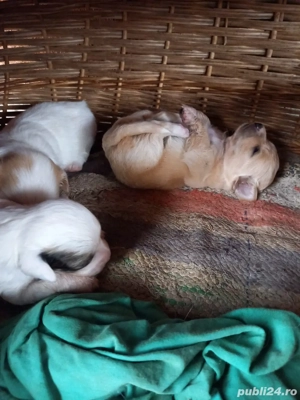 Bison catelusi - imagine 3