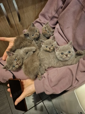 Pisoi British Short hair blue - imagine 3