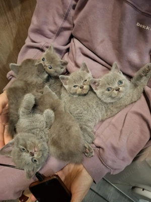 Pisoi British Short hair blue - imagine 4