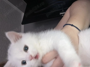 vand pui din mama british, tata scotish 