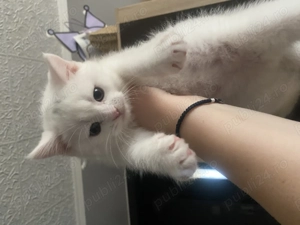 vand pui din mama british, tata scotish  - imagine 3