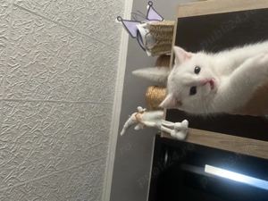 vand pui din mama british, tata scotish  - imagine 2