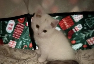 vand pui din mama british, tata scotish  - imagine 4