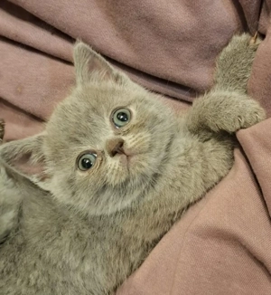 Pisoi British Short hair blue