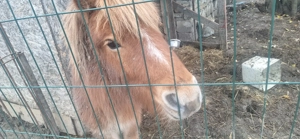 Vand ponei armăsar  - imagine 2