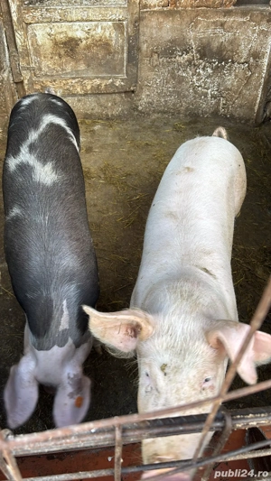 porci pentru taiat  - imagine 2