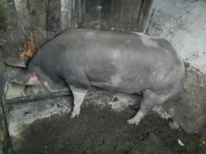 Porci de vanzare