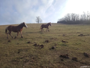 Cai de vanzare - imagine 5