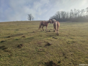 Cai de vanzare - imagine 2