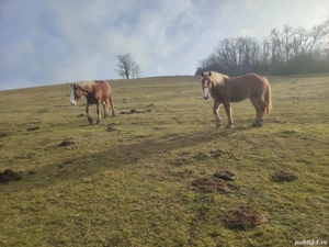 Cai de vanzare - imagine 4