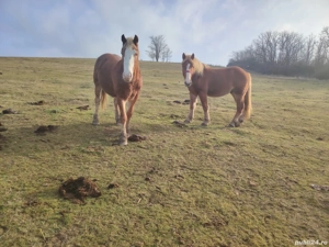 Cai de vanzare - imagine 3