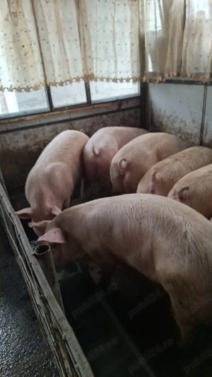 Porci de vanzare , a nu se compara cu cei de ferma!