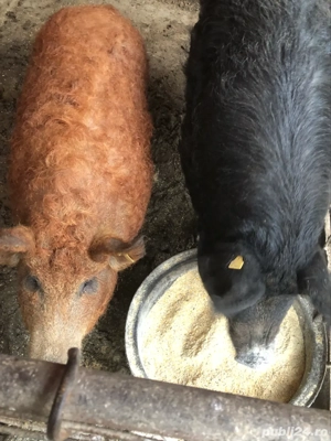 porci mangalita  - imagine 4