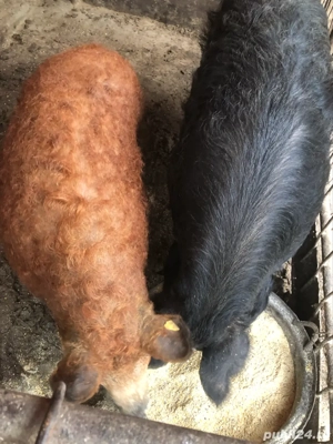 porci mangalita  - imagine 5
