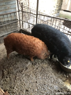 porci mangalita  - imagine 3