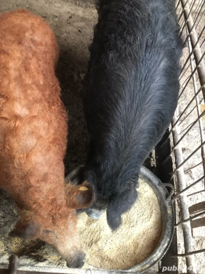 porci mangalita  - imagine 2