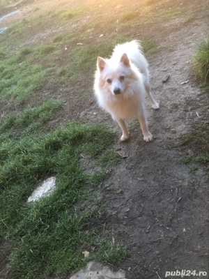 Spit japonez  - imagine 4