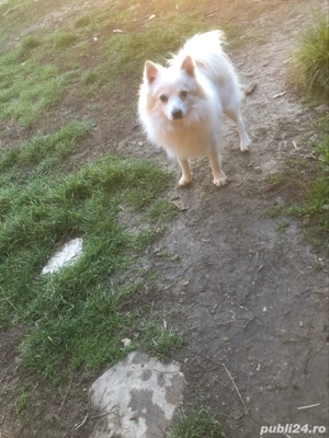 Spit japonez  - imagine 2