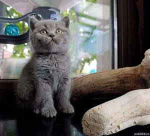 British Shorthair 