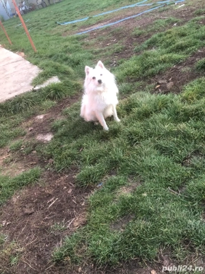 Spit japonez  - imagine 5