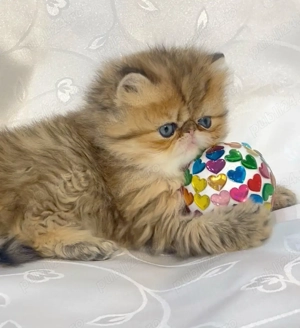 pisica persana chinchilla, cu pedigree - imagine 2