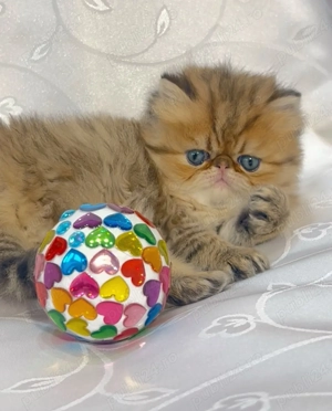 pisica persana chinchilla, cu pedigree - imagine 3