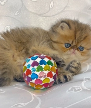 pisica persana chinchilla, cu pedigree - imagine 4